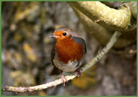 Robin